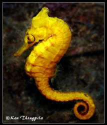 Seahorse at Pipeline Dive Site in Nelson Bay, Australia by Ken Thongpila 